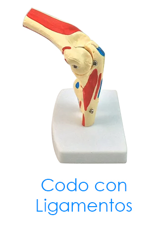 Codo con ligamentos