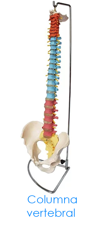 tl_files/2015/AN-Columna-vertebral.jpg