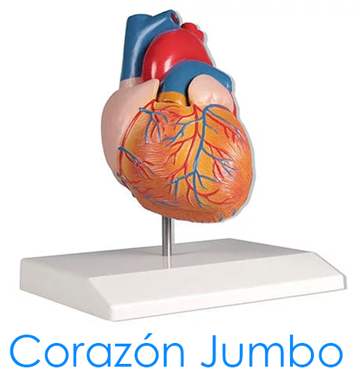 tl_files/2015/AN-Corazon-Jumbo.jpg