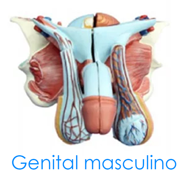 Genital masculino