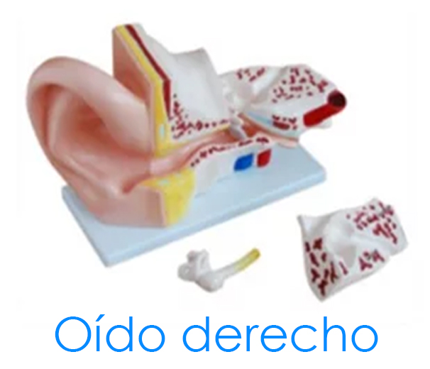 Oído derecho