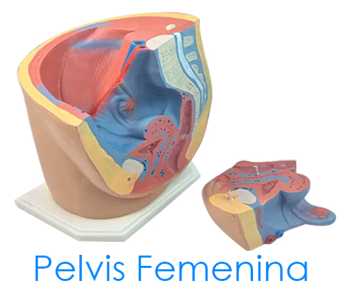 Pelvis Femenina