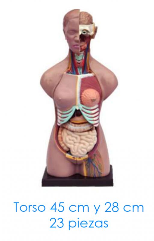 tl_files/2015/AN-Torso--45-cm-y-28-cm-23-piezas.jpg