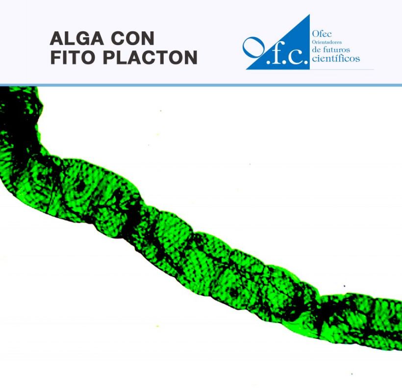 Alga con fito placton