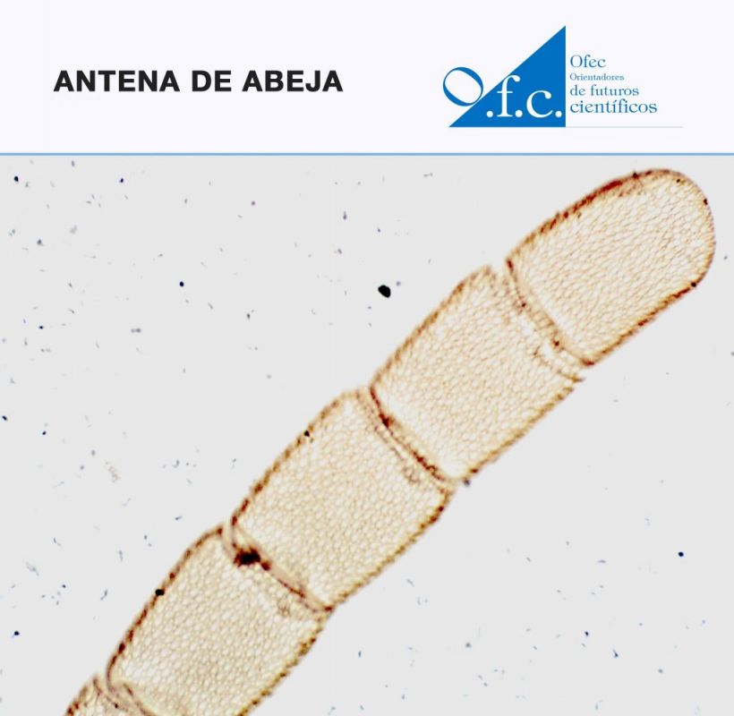 Antena de abeja