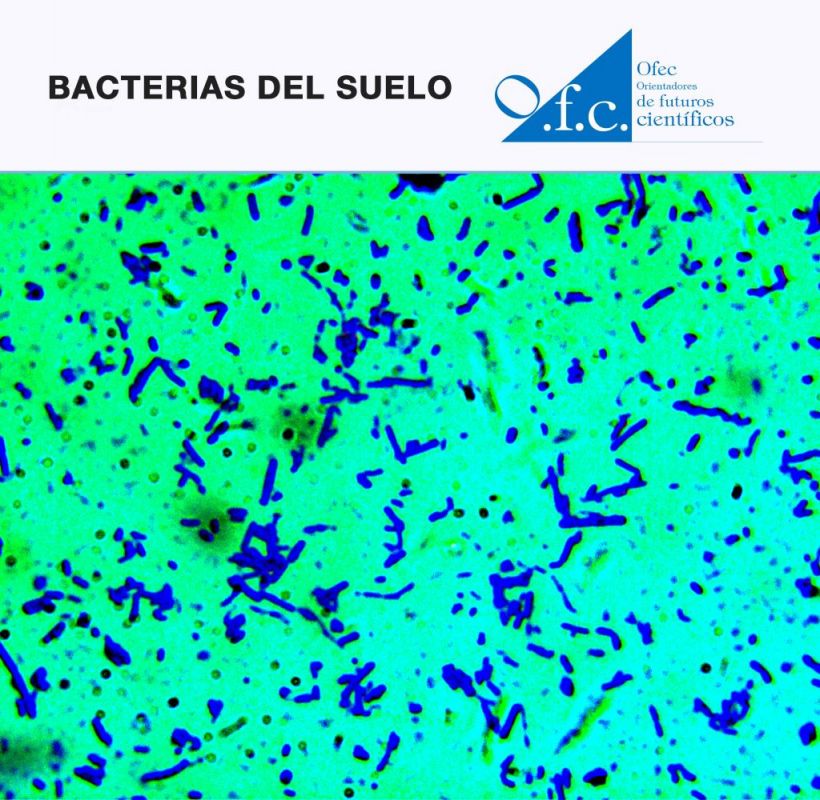 Bacterias del suelo