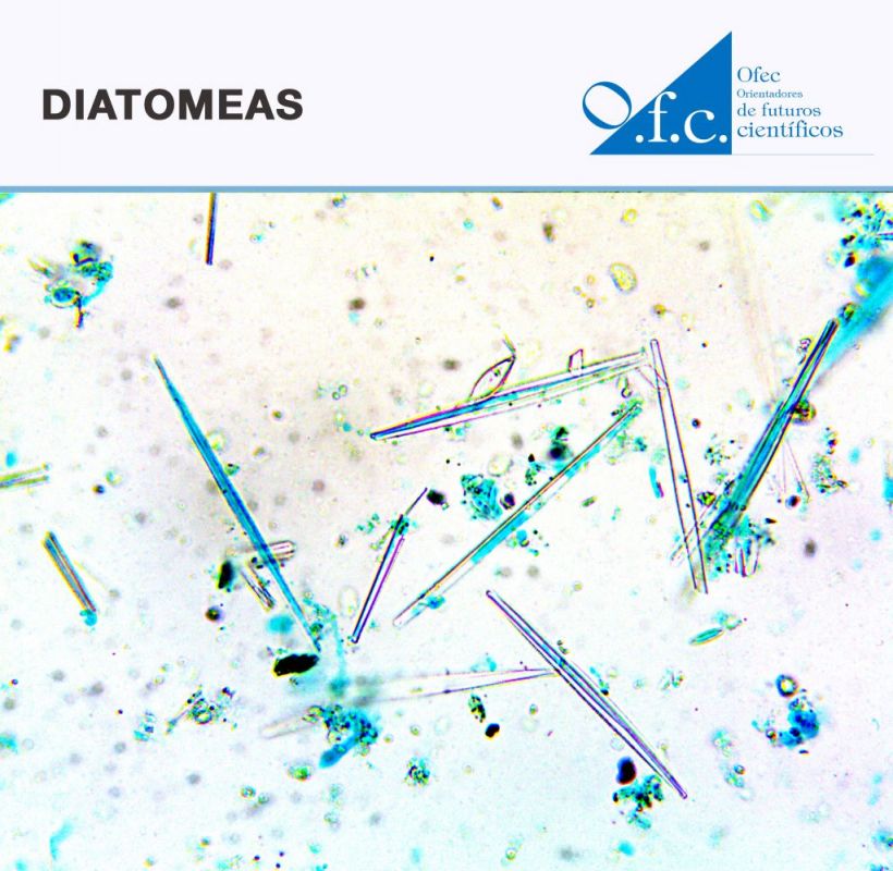 Diatomeas