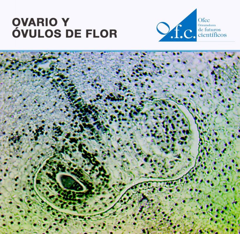 ovario y óvulos de flor