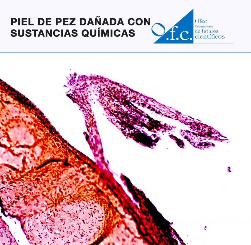 Piel de pez dañada con sustancias químicas