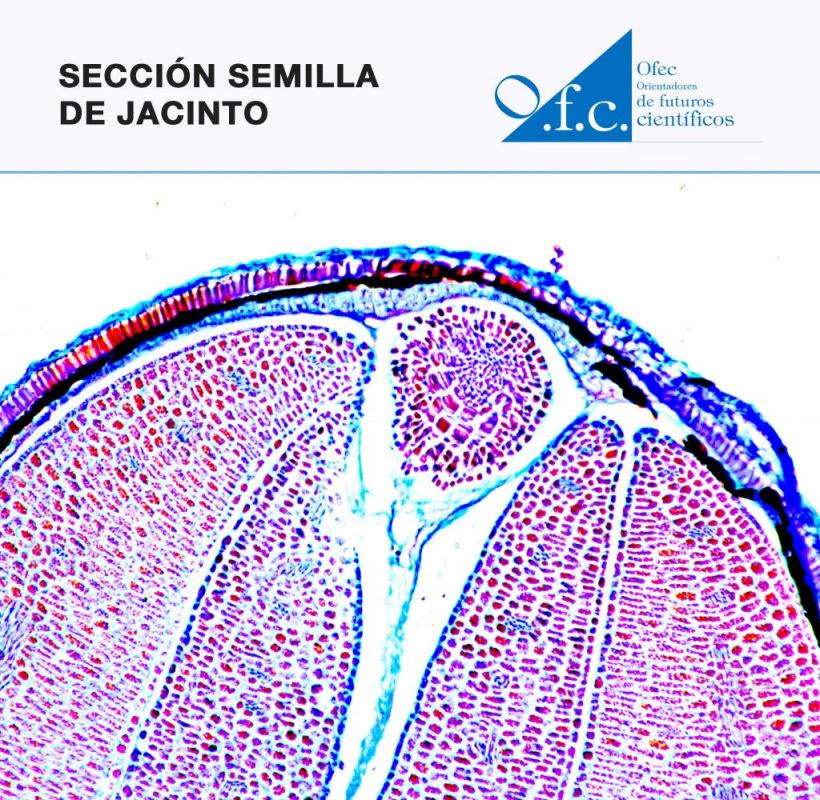 Sección semilla de jacinto