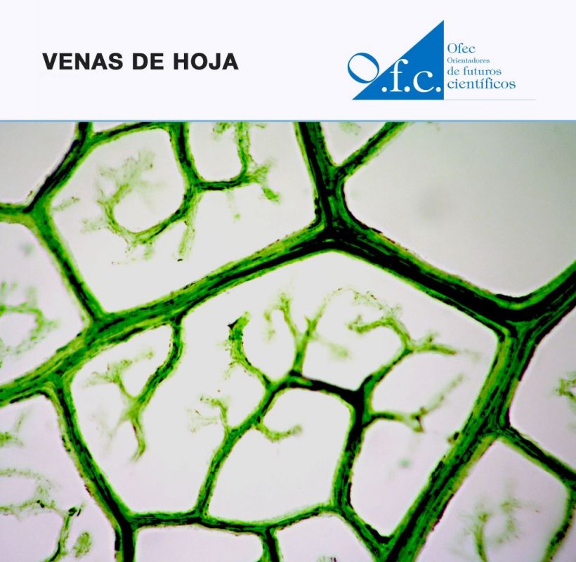 Venas de hoja